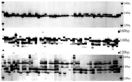 Anthurium ssr primer pair and kit developed based on transcriptome sequencing