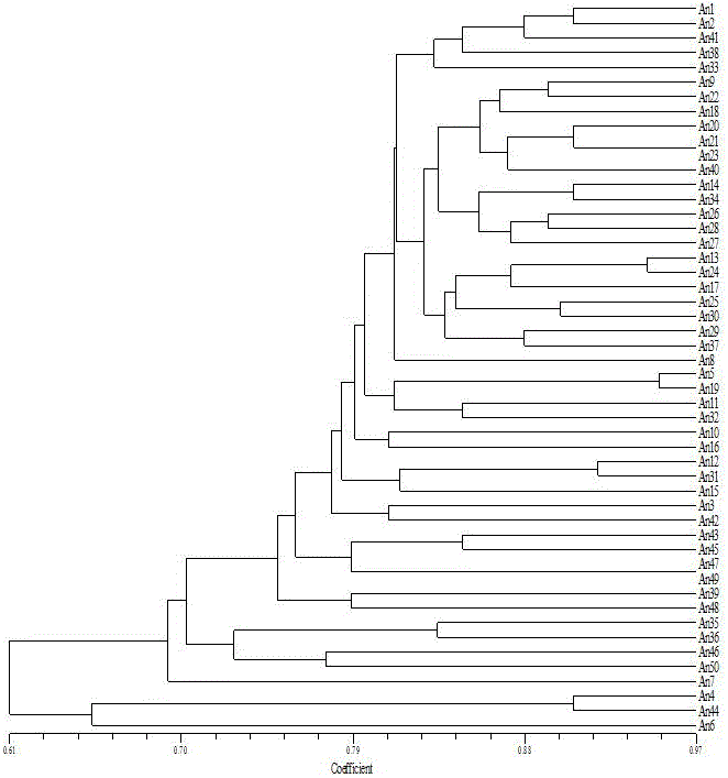 Anthurium ssr primer pair and kit developed based on transcriptome sequencing