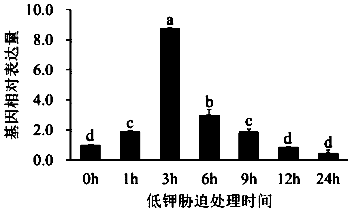 Low kalium resisting associated protein TaPR1 and coding protein and application thereof