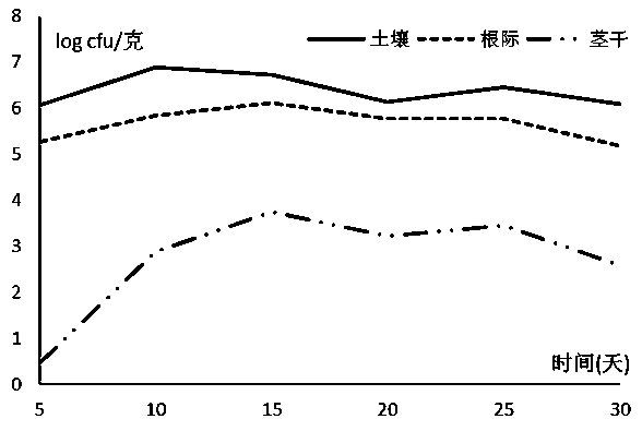 Composite biological seed coating agent used for controlling vegetable soil-borne diseases and preparation and application methods thereof