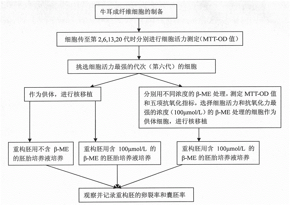 Method for screening bovine nuclear transplantation donor cells by using antioxidant