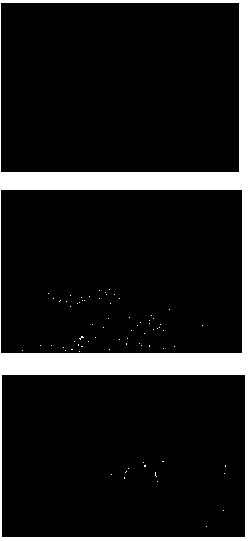 Nucleic acid aptamer affinity monolithic column capable of specifically recognizing F2 toxins and preparing method of nucleic acid aptamer affinity monolithic column