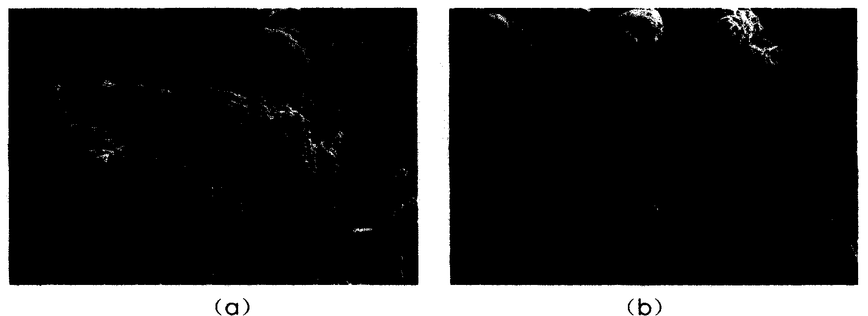 Method for recovering cement-based material crack by means of microorganism, culture fluid and repair nutrient fluid