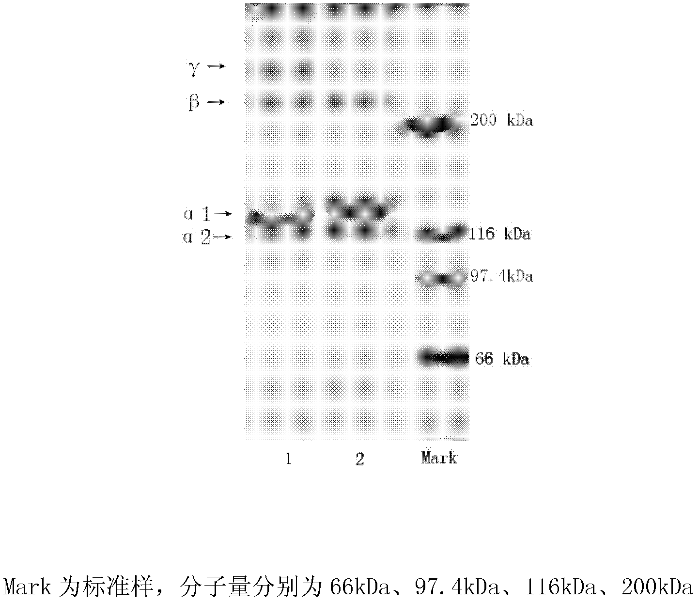 Method for extracting unmodified natural collagen from bullfrog skin