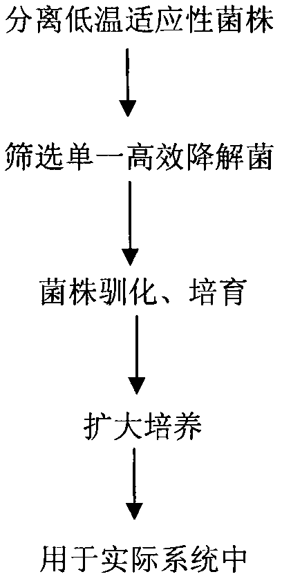 Chryseobacterium sp. for removing phosphorus in sewage at low temperature and separation culture method