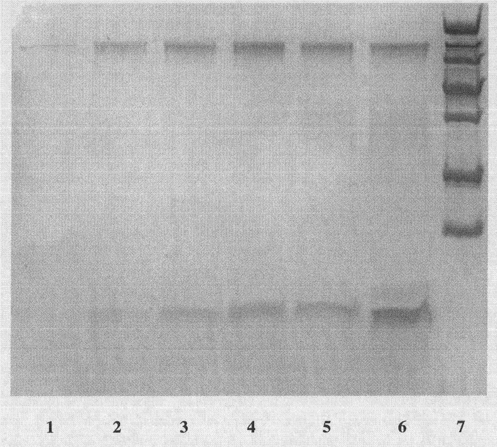 Preparation and application of recombinant plectasin