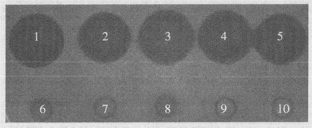 Preparation and application of recombinant plectasin