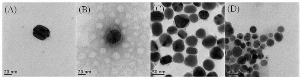 A kind of nano-silver complex modified by S-layer protein and its preparation method and application