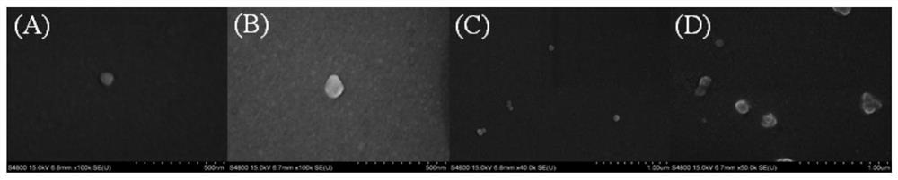 A kind of nano-silver complex modified by S-layer protein and its preparation method and application