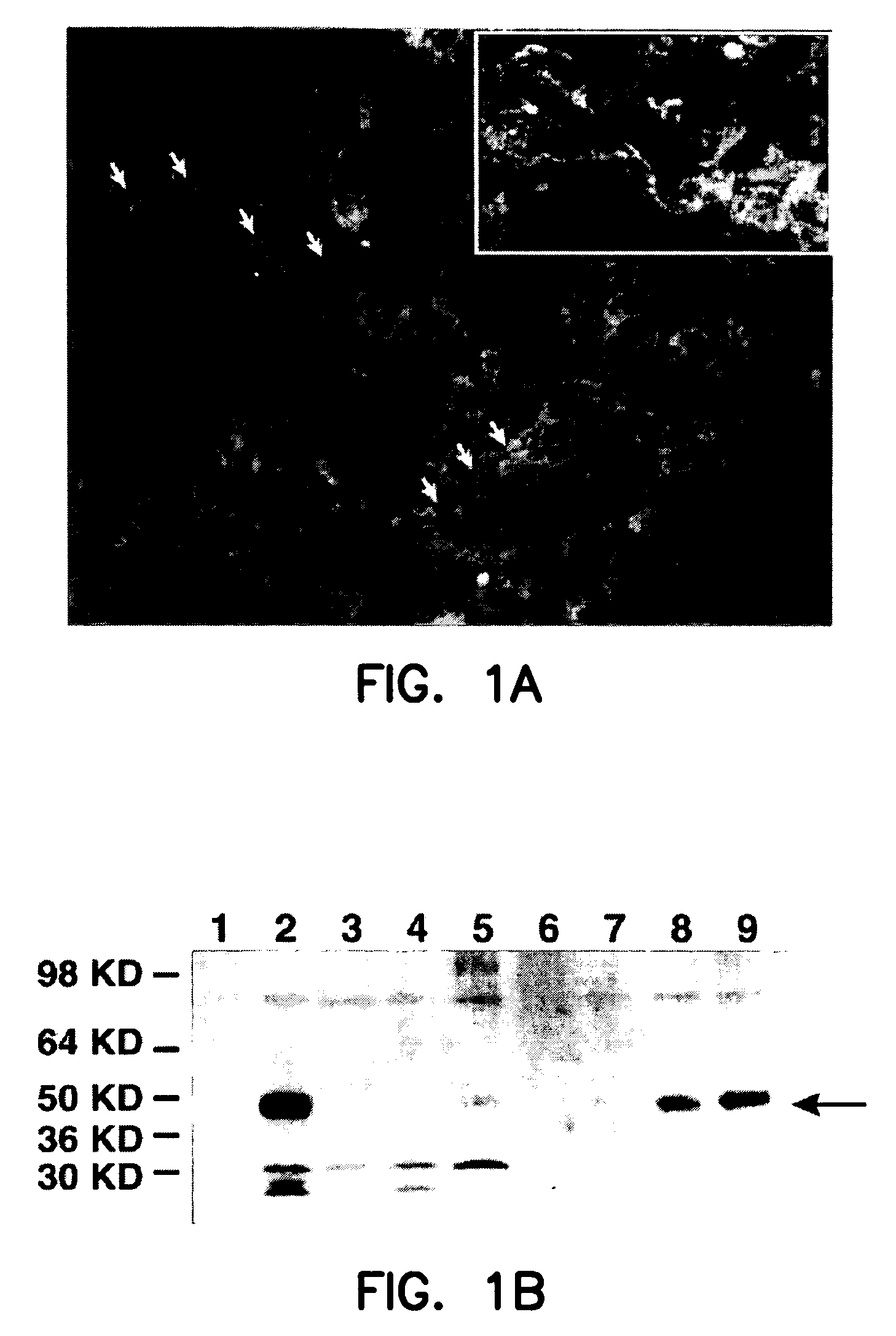 Targeted delivery to legumain-expressing cells