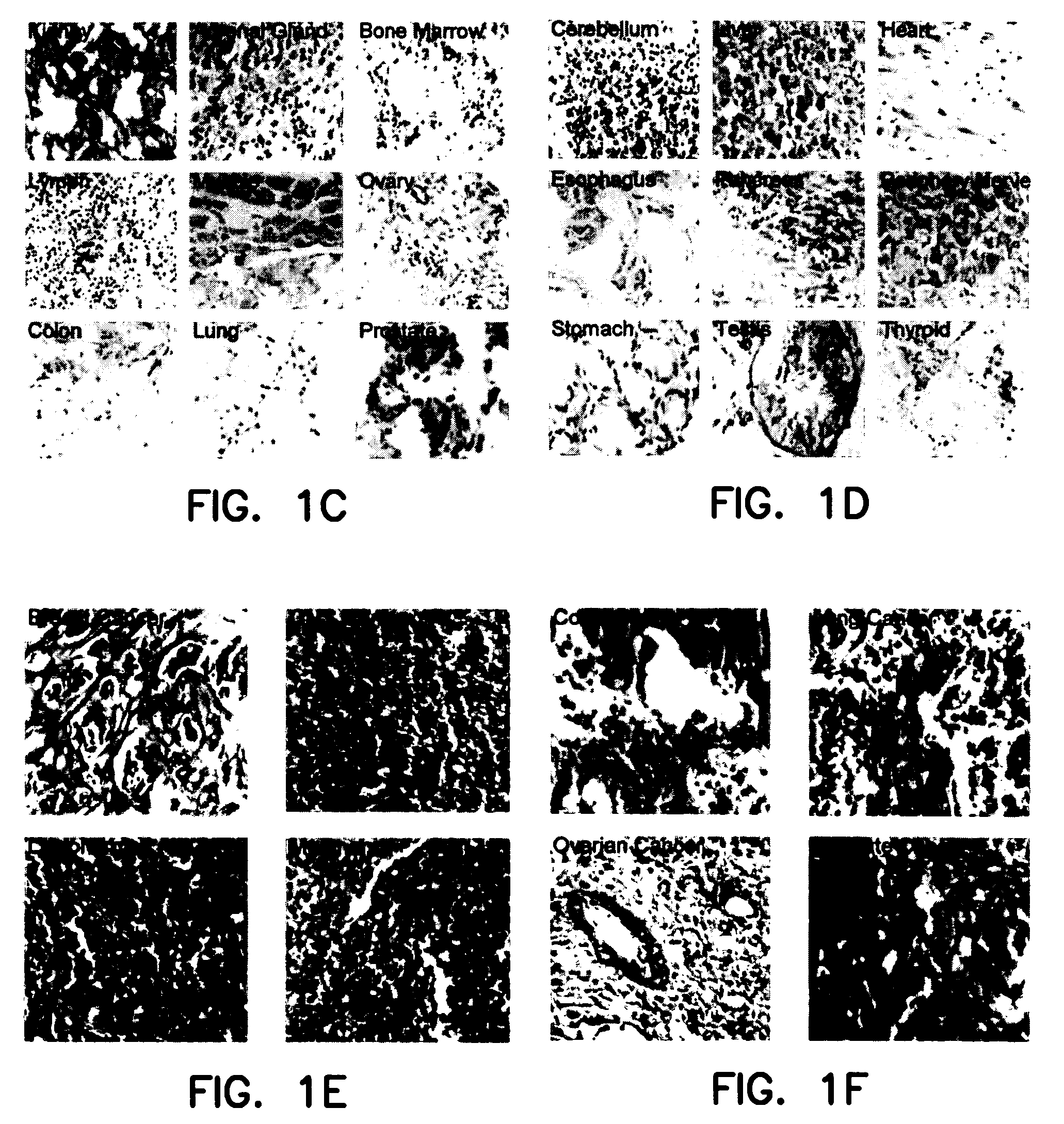 Targeted delivery to legumain-expressing cells