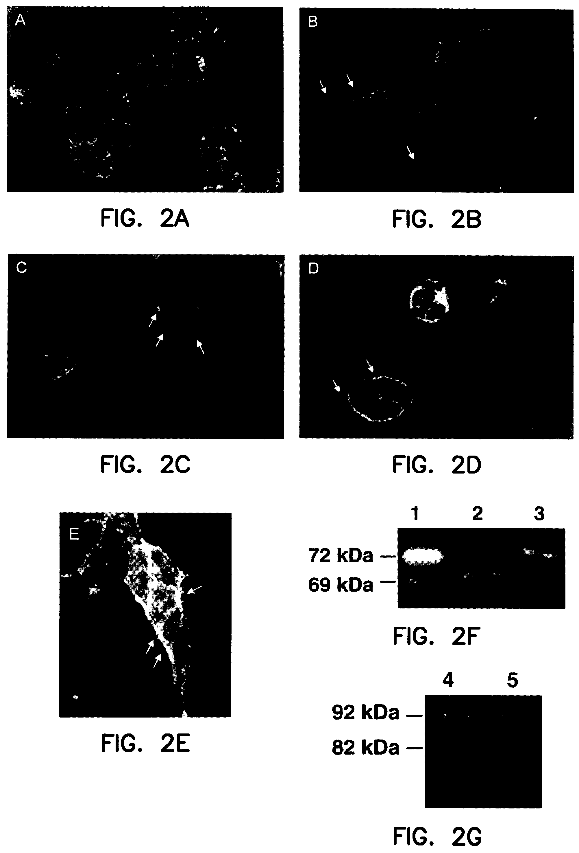 Targeted delivery to legumain-expressing cells