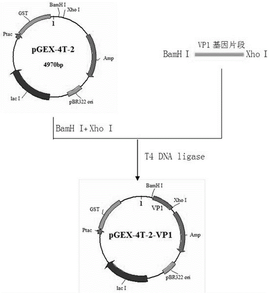 Enteric cytopathogenic human orphan virus 6-type VP1 protein specific epitope, fusion protein of enteric cytopathogenic human orphan virus 6-type VP1 protein specific epitope and preparation method and use of fusion protein