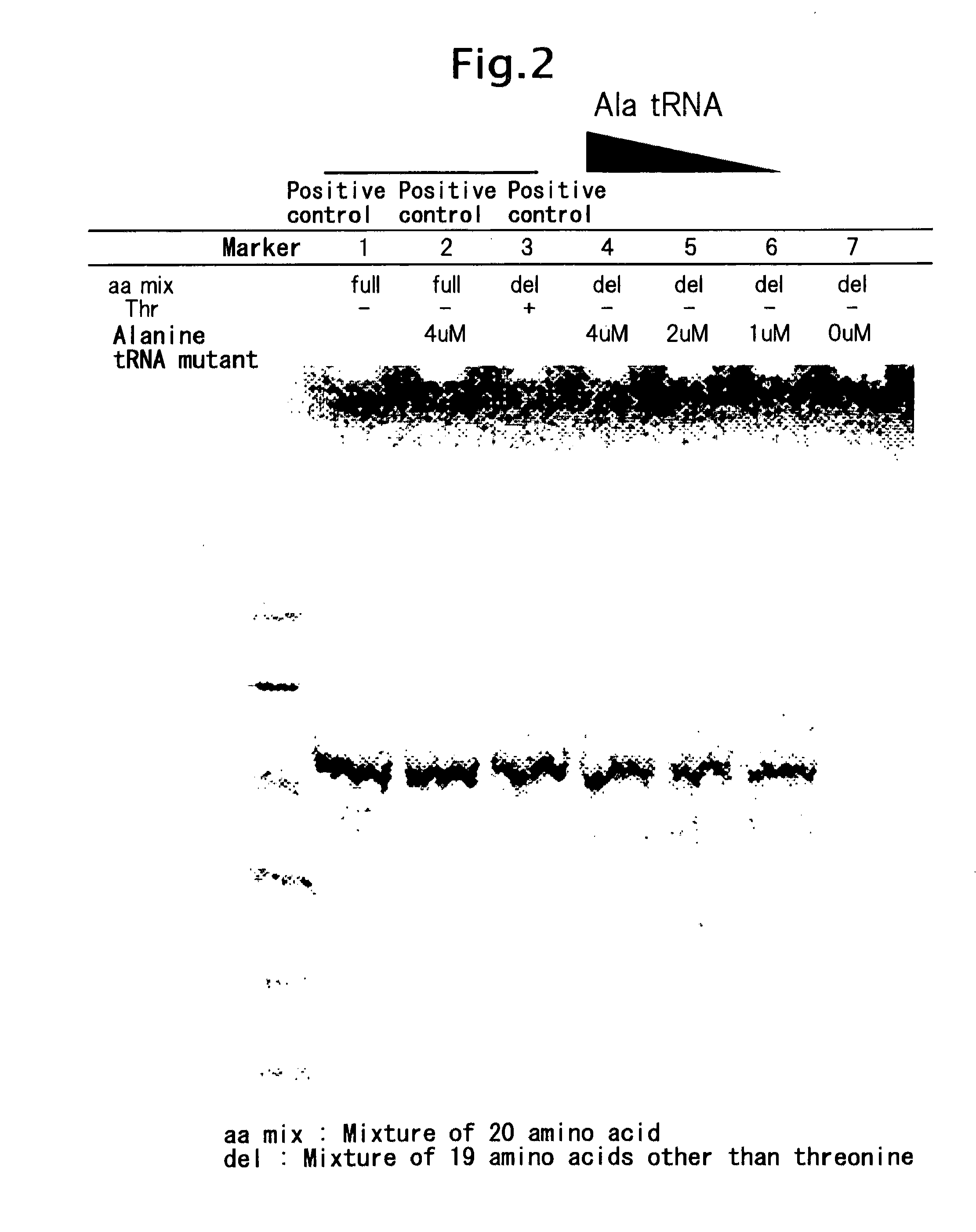 Process for producing functional non-naturally occurring proteins, and method for site-specific modification and immobilization of the proteins