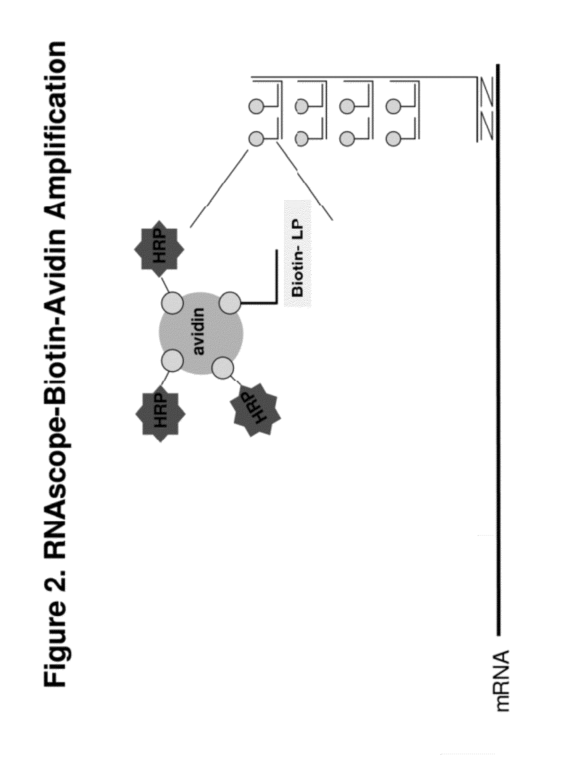 Ultra sensitive method for in situ detection of nucleic acids