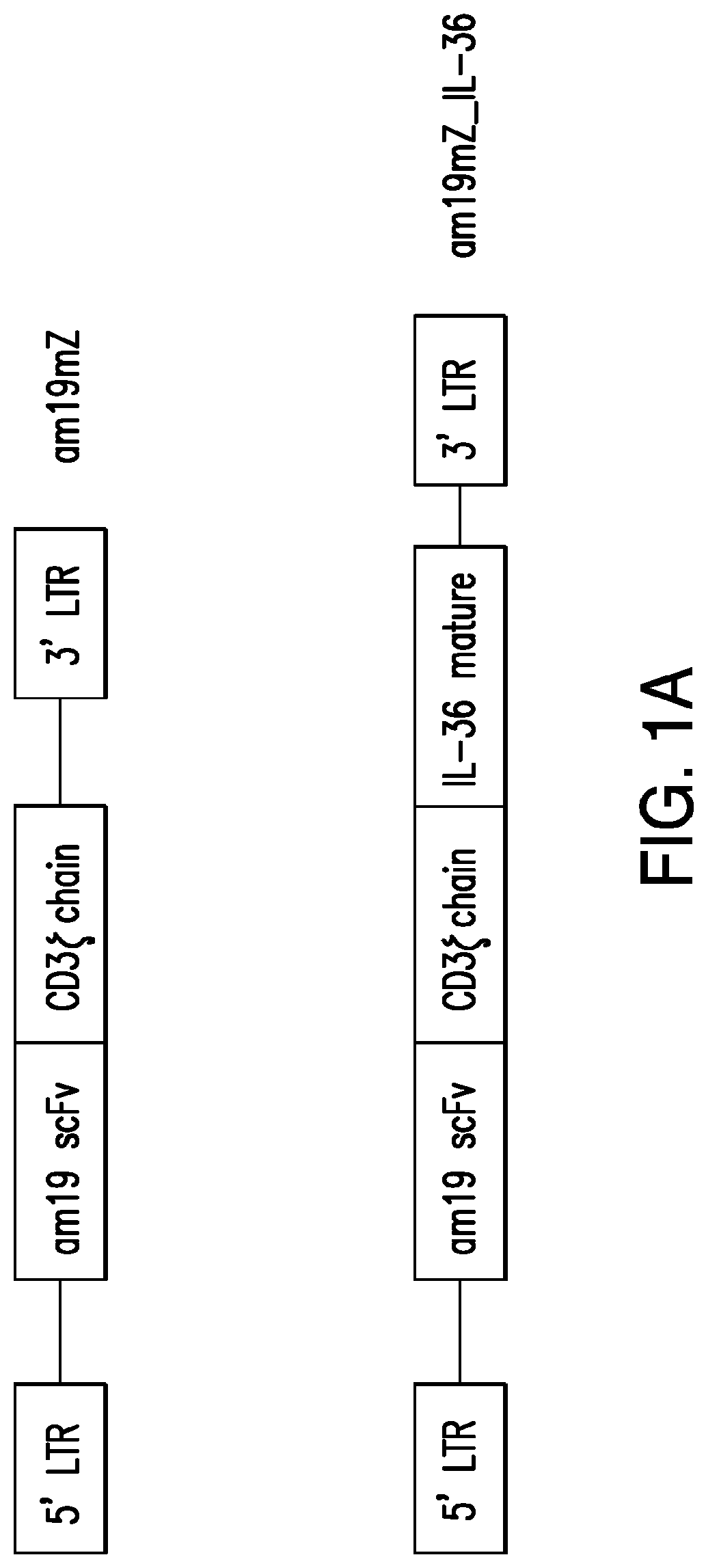 Il-36 secreting immunoresponsive cells and uses thereof