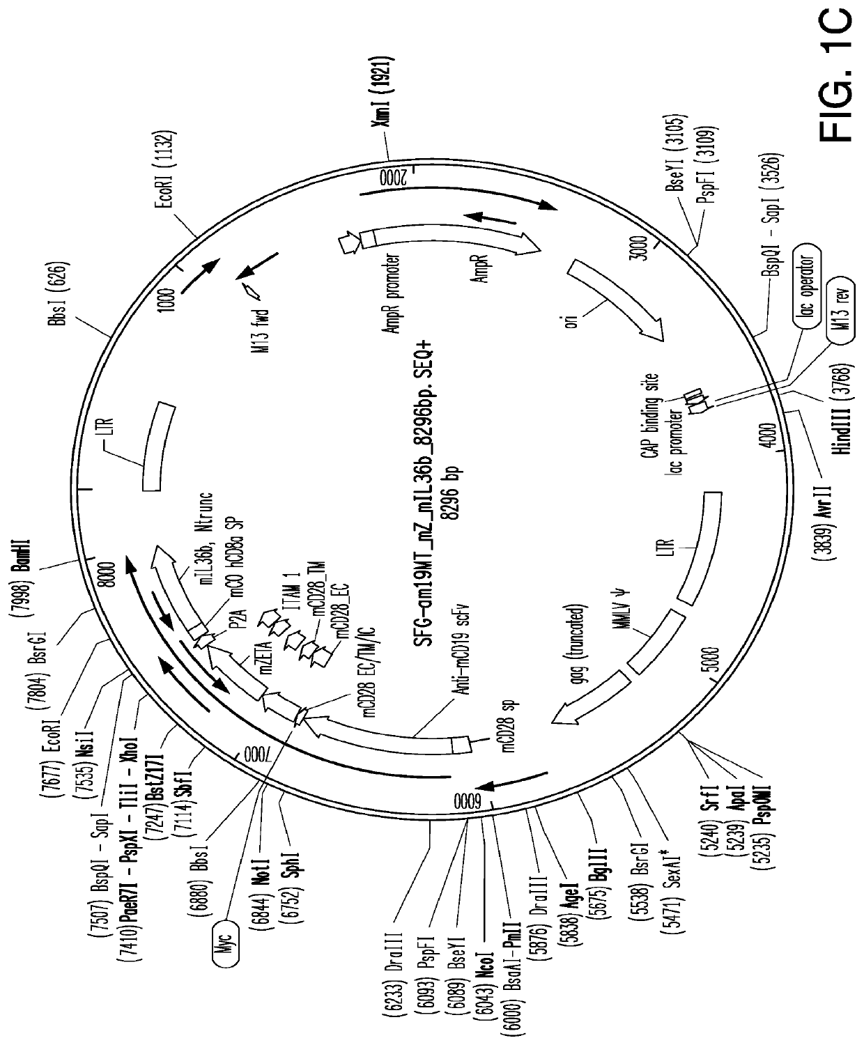 Il-36 secreting immunoresponsive cells and uses thereof