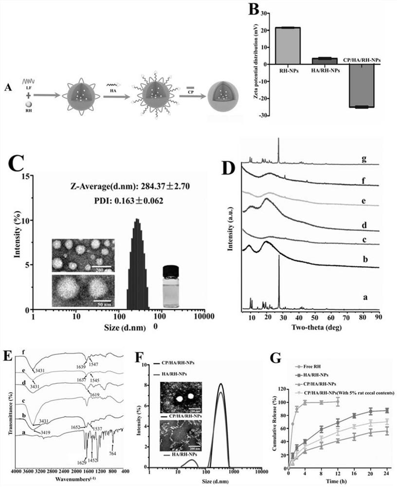 Rhein-loaded lactoferrin nanoparticle and preparation method and application thereof