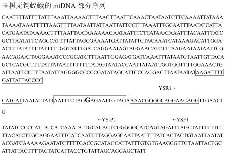 Real-time fluorescence PCR detection method and detection kit of ahamus yushuensis