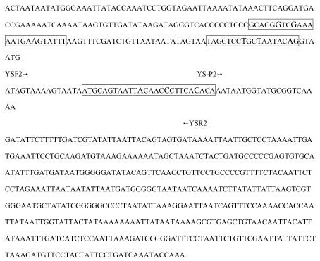 Real-time fluorescence PCR detection method and detection kit of ahamus yushuensis