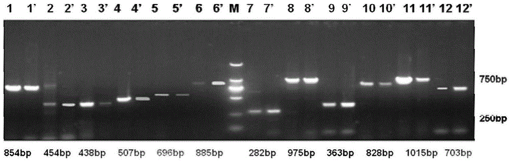 Sudden cardiac death mutant gene detection kit