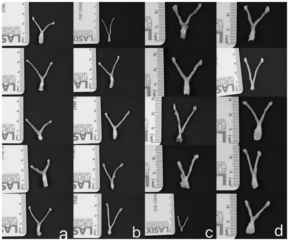 Application of chlamydia protein Pgp3 in preparation of medicine for inhibiting salpingitis