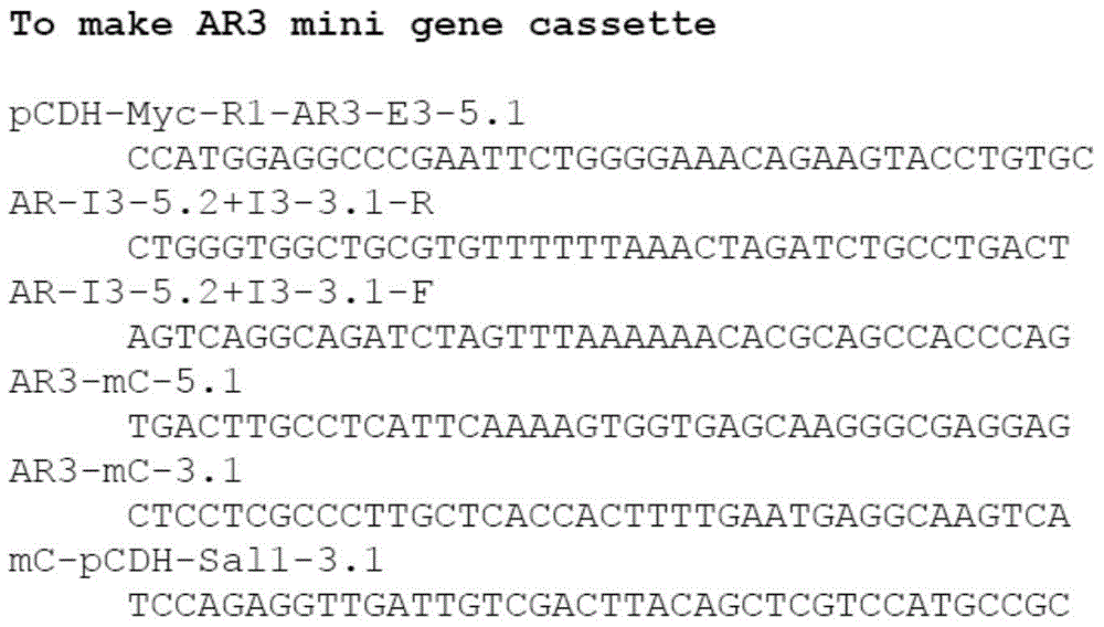 In-vitro mini-reporter gene used for predicating androgen receptor posttranscriptional modification sites and application thereof