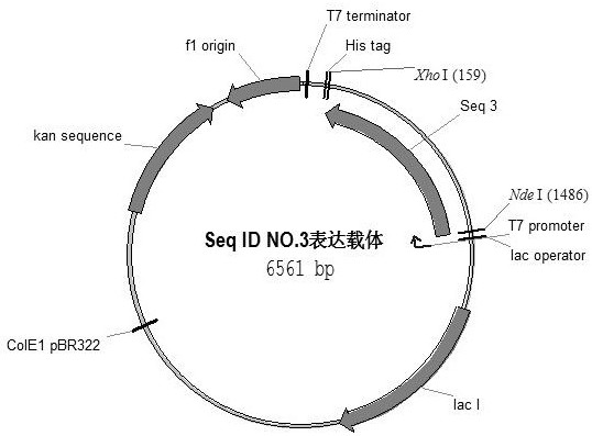 Artificially synthesized gene encoding thymidine phosphorylase protein and its application