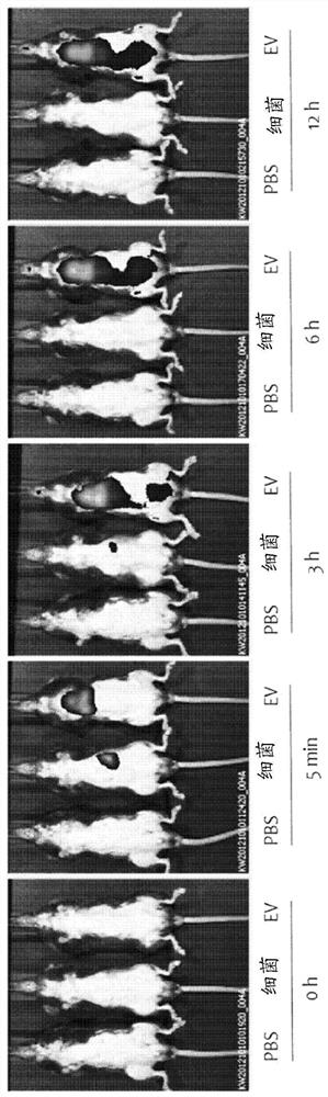 Weissella bacteria-derived nanovesicle and use thereof