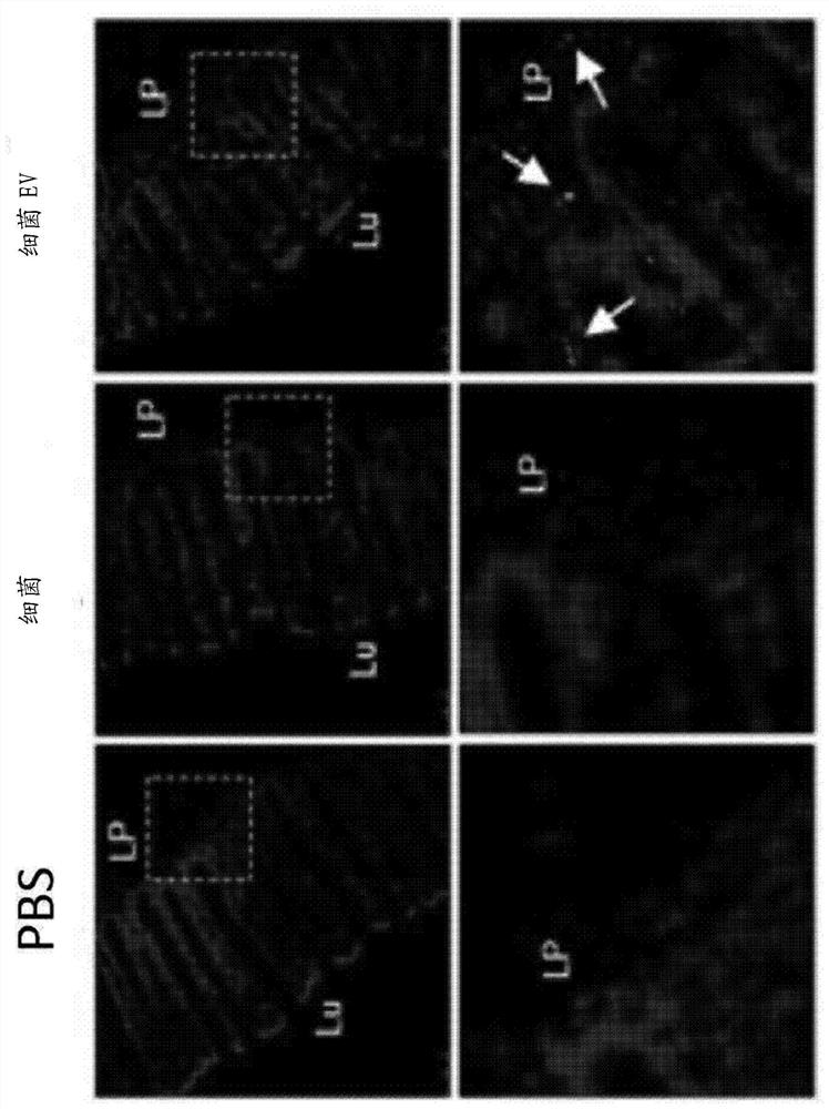 Weissella bacteria-derived nanovesicle and use thereof