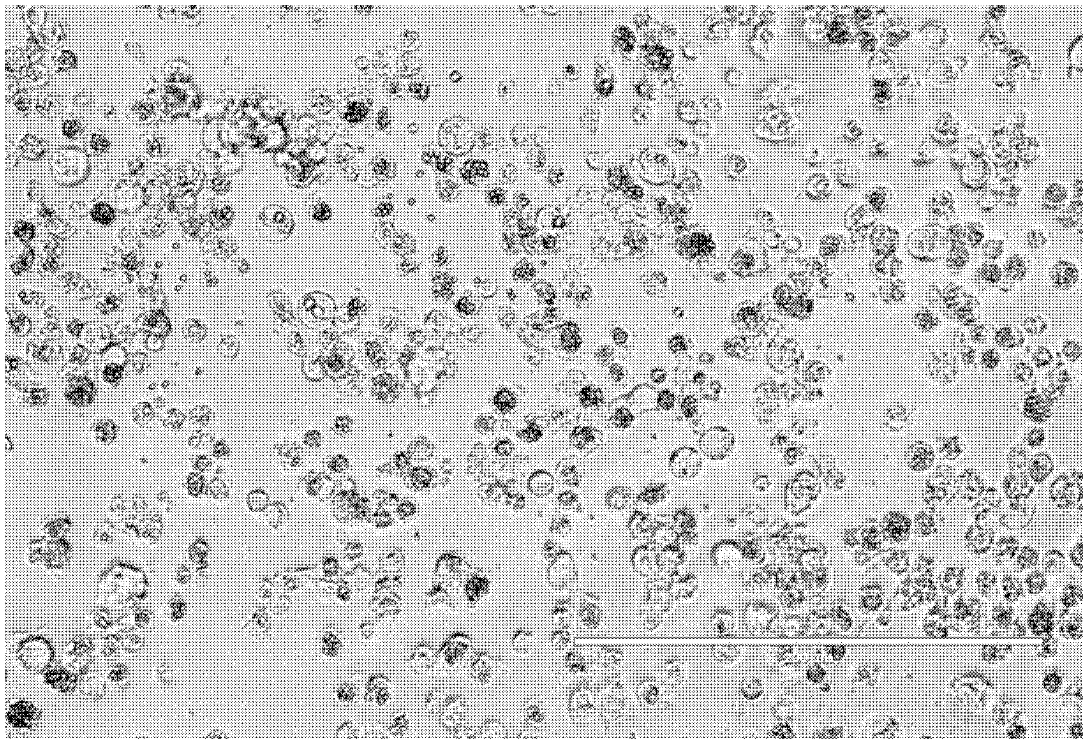 Transgenic fat body cell line of high-yield baculovirus and preparation method as well as application thereof