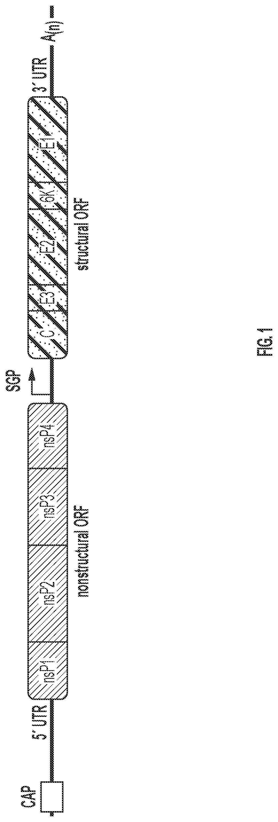 Self Replicating RNA System