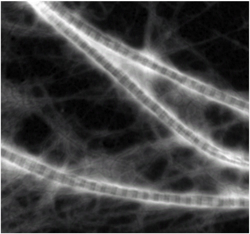 Extraction method of collagen fiber