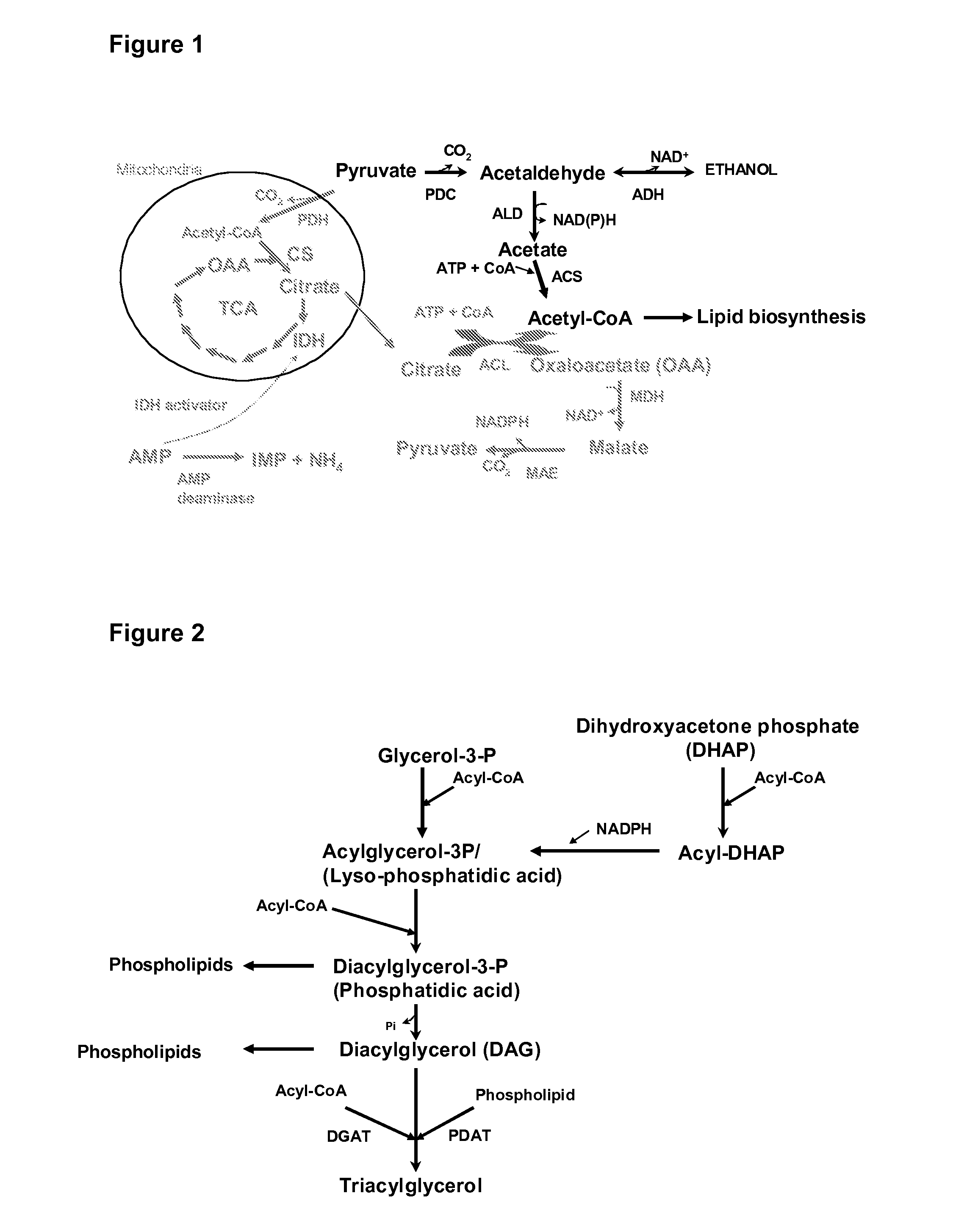 Genetically modified fungi and their use in lipid production