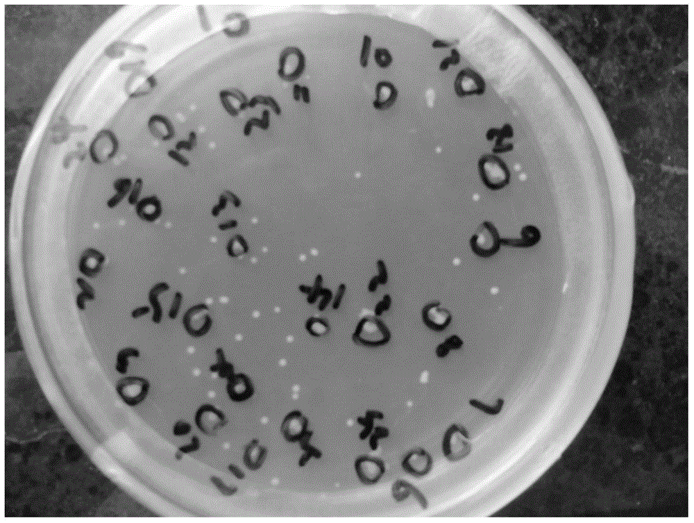 Beta-amylase-trehalose synthase fused enzyme and expression gene and application thereof