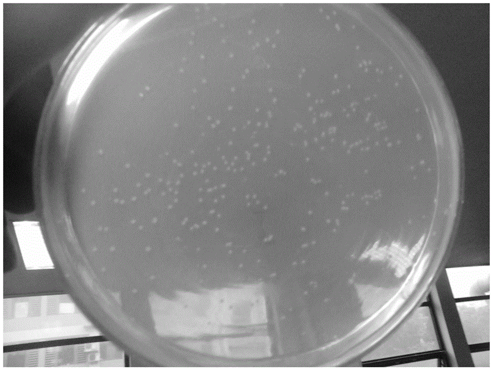 Beta-amylase-trehalose synthase fused enzyme and expression gene and application thereof