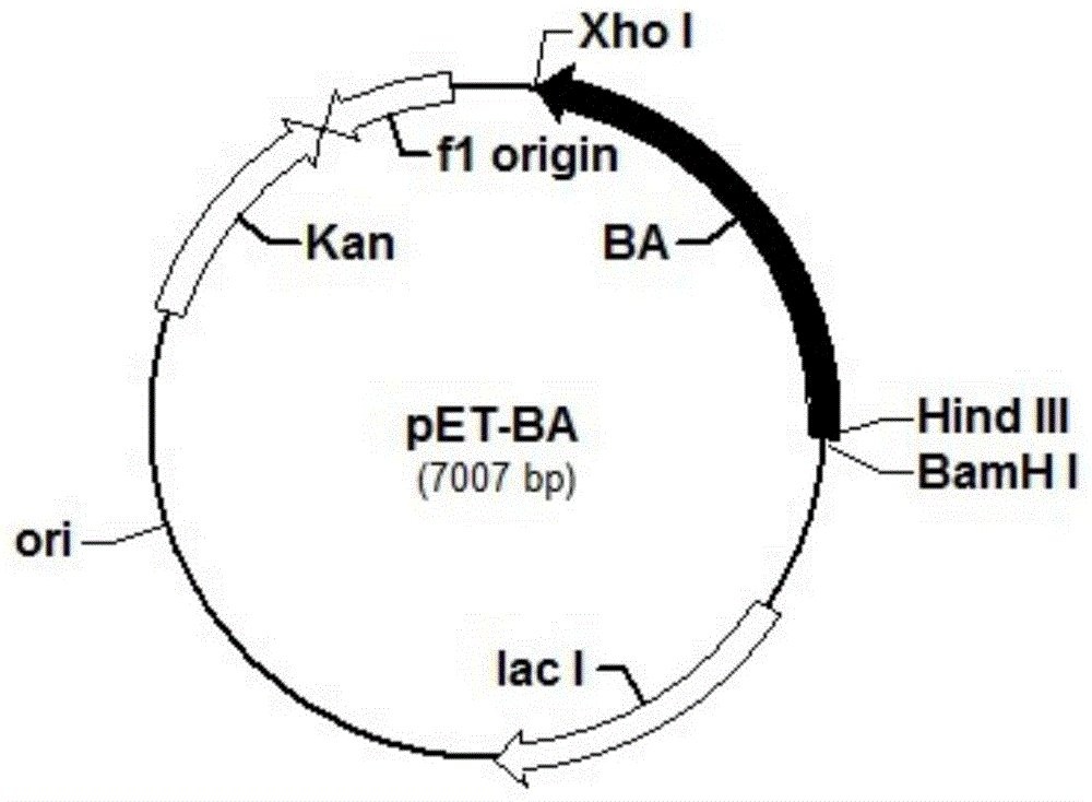 Beta-amylase-trehalose synthase fused enzyme and expression gene and application thereof