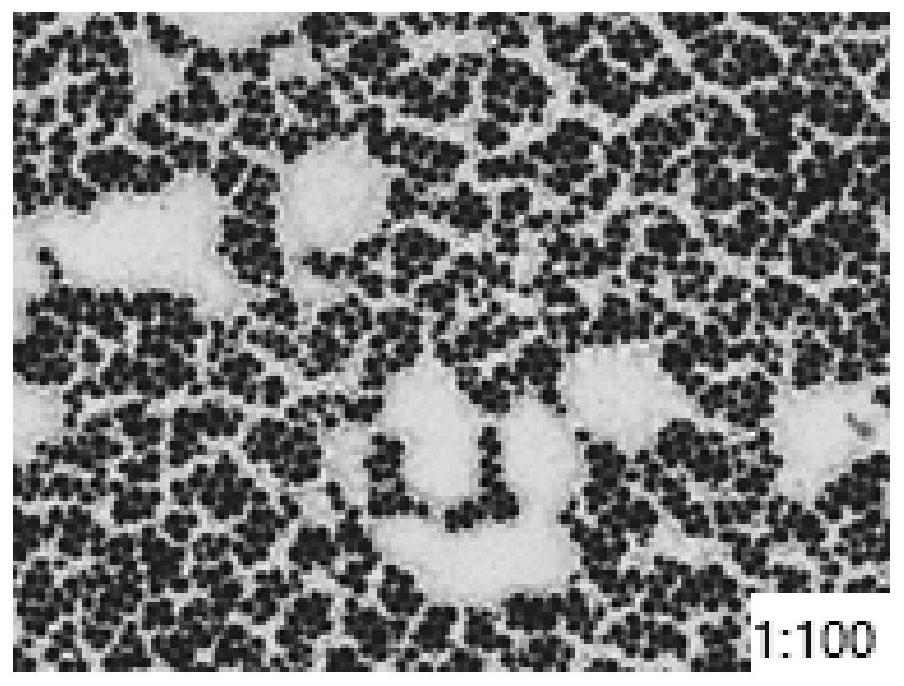 Salt-tolerant saccharomycetes for increasing content of ethyl ester compounds in soy sauce and application of salt-tolerant saccharomycetes