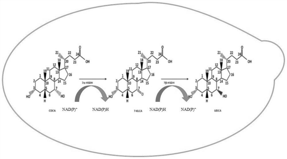 Recombinant yeast chassis cell transformation for efficiently converting chenodeoxycholic acid and construction and application of recombinant strain