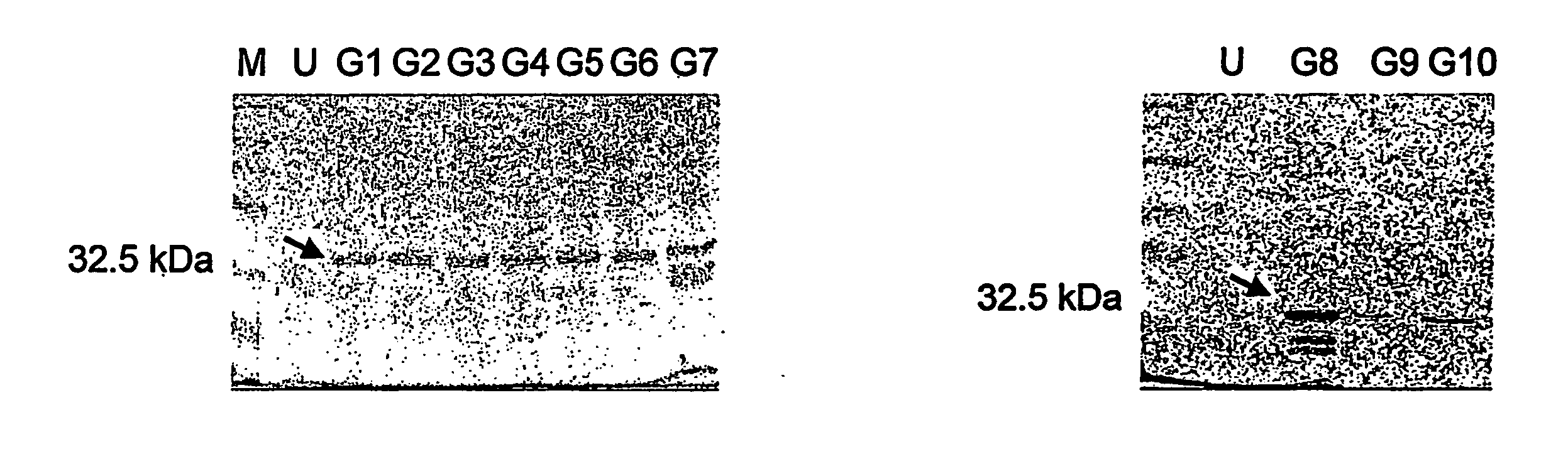 Diagnostics for sars virus