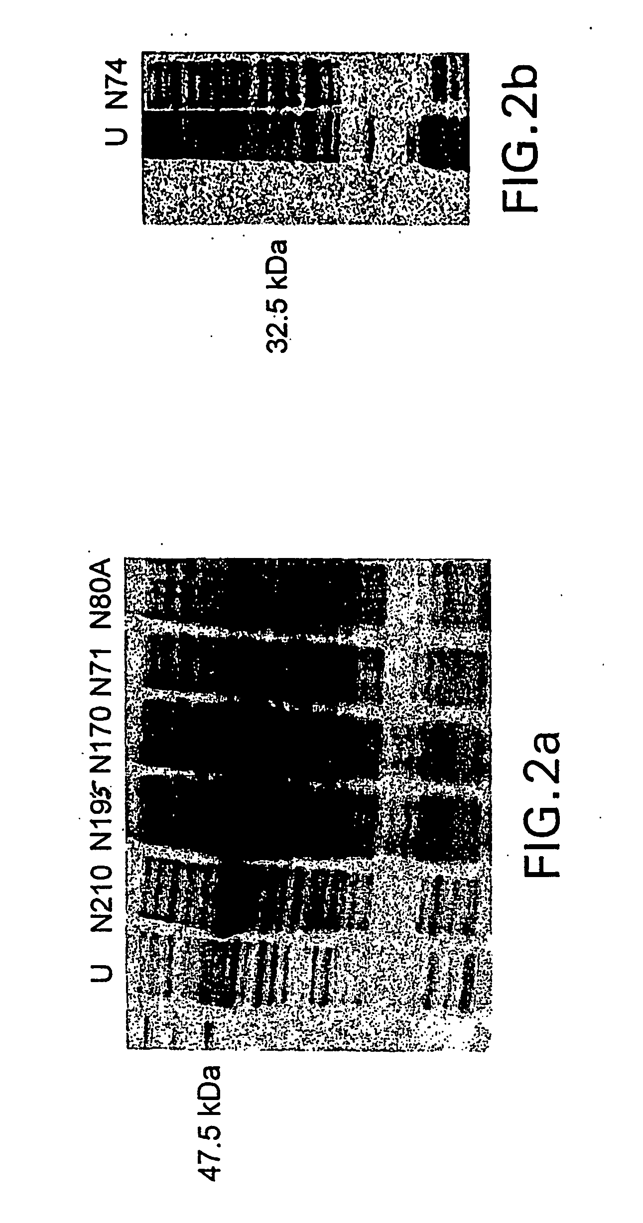 Diagnostics for sars virus