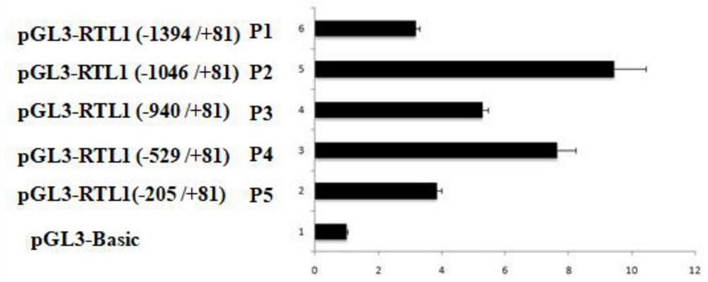 Application of transcription factor myod in regulation of porcine rtl1 gene expression