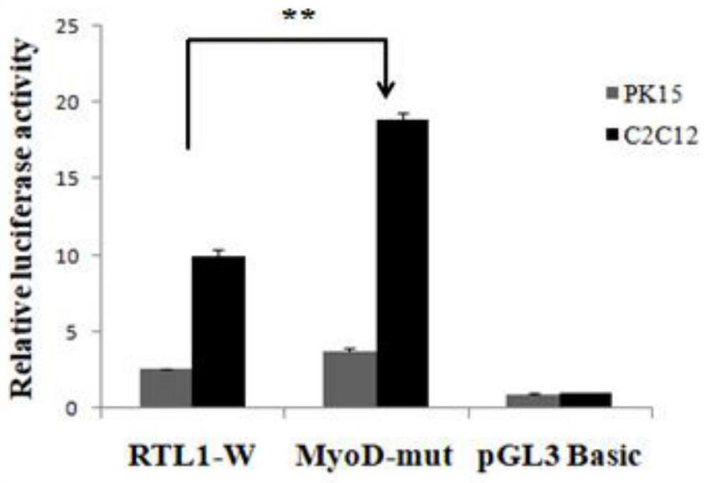 Application of transcription factor myod in regulation of porcine rtl1 gene expression