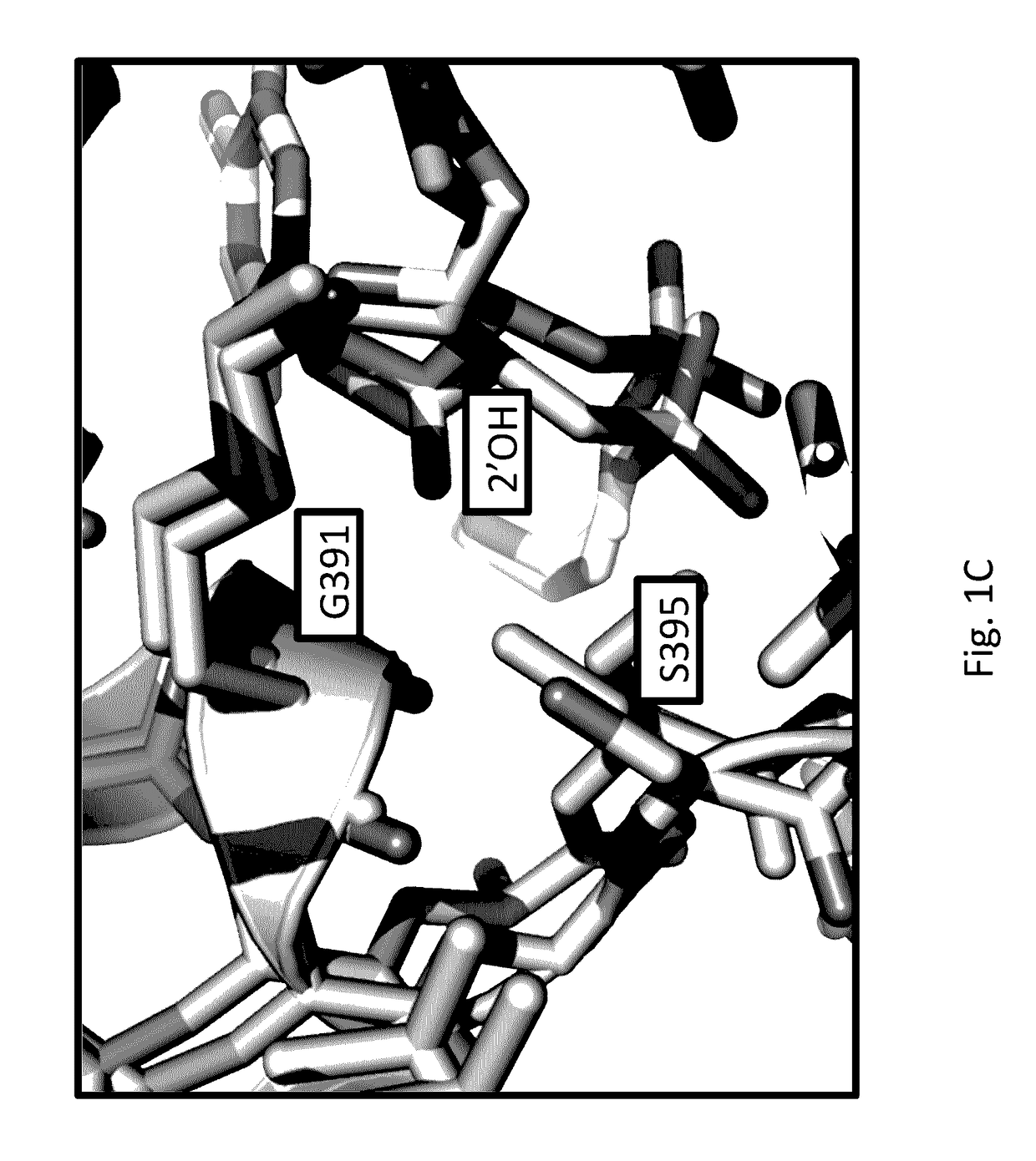 Methods, systems, and reagents for direct RNA sequencing