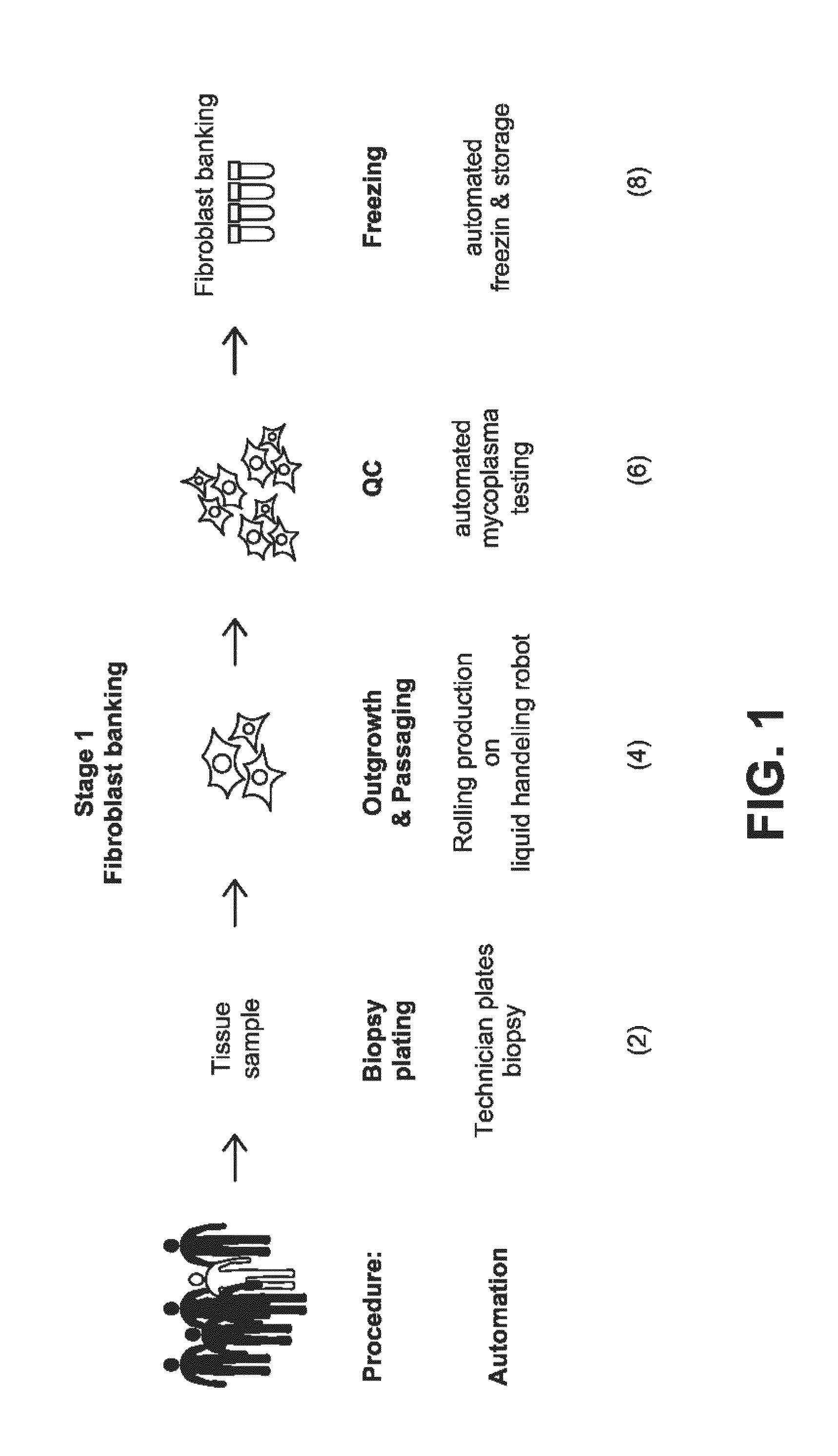 Systems and methods for producing stem cells and differentiated cells