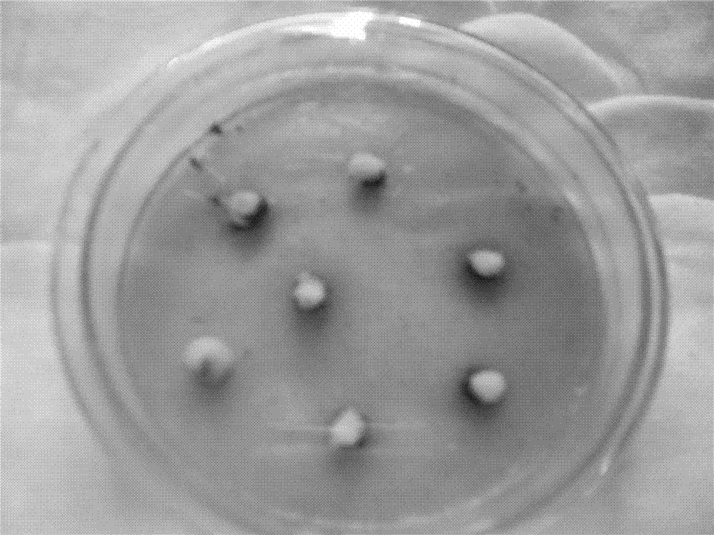 Original ecological separation method of cordyceps sinensis hirsutella sinensis