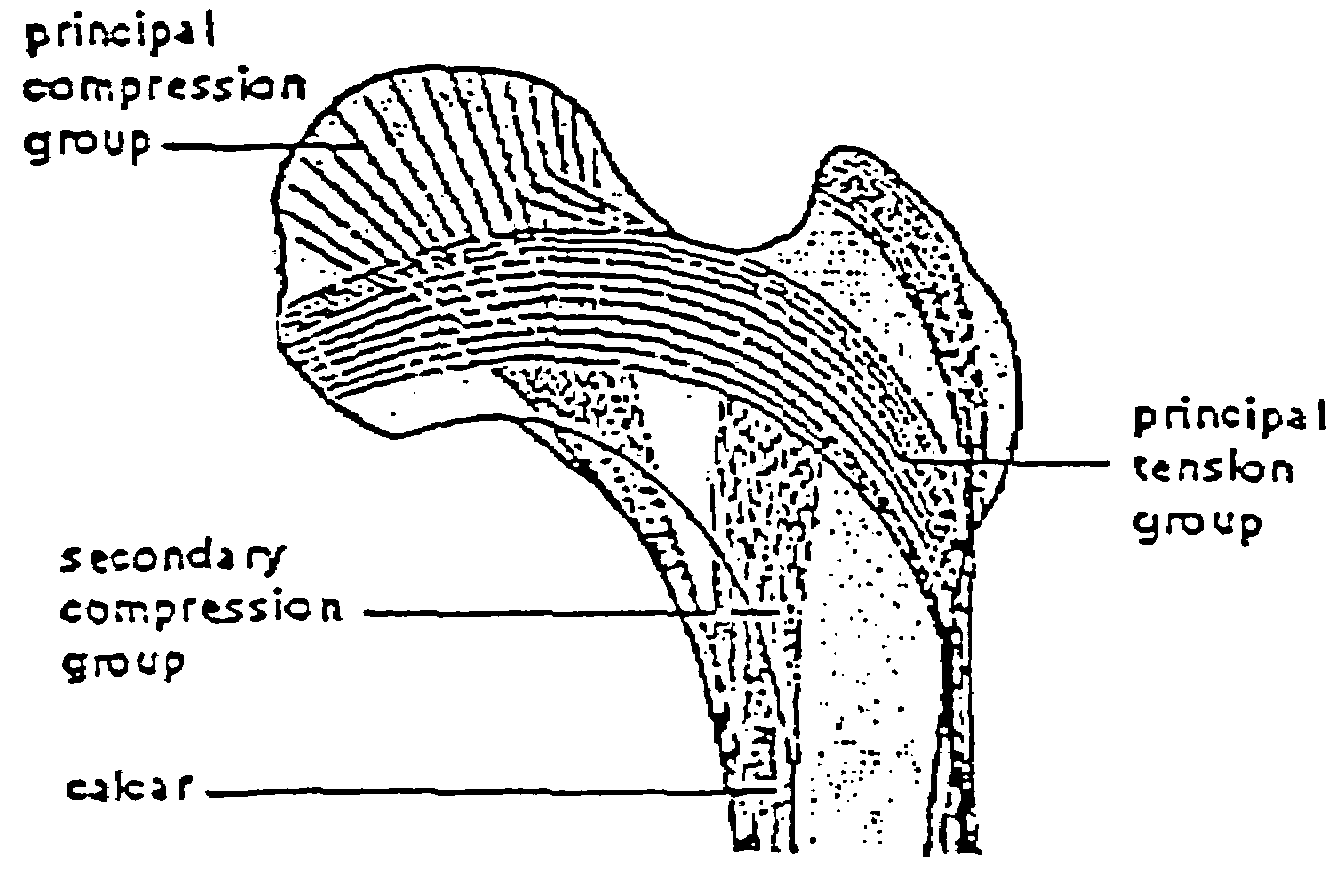 Non-destructive method for evaluating the strength of cancellous bone