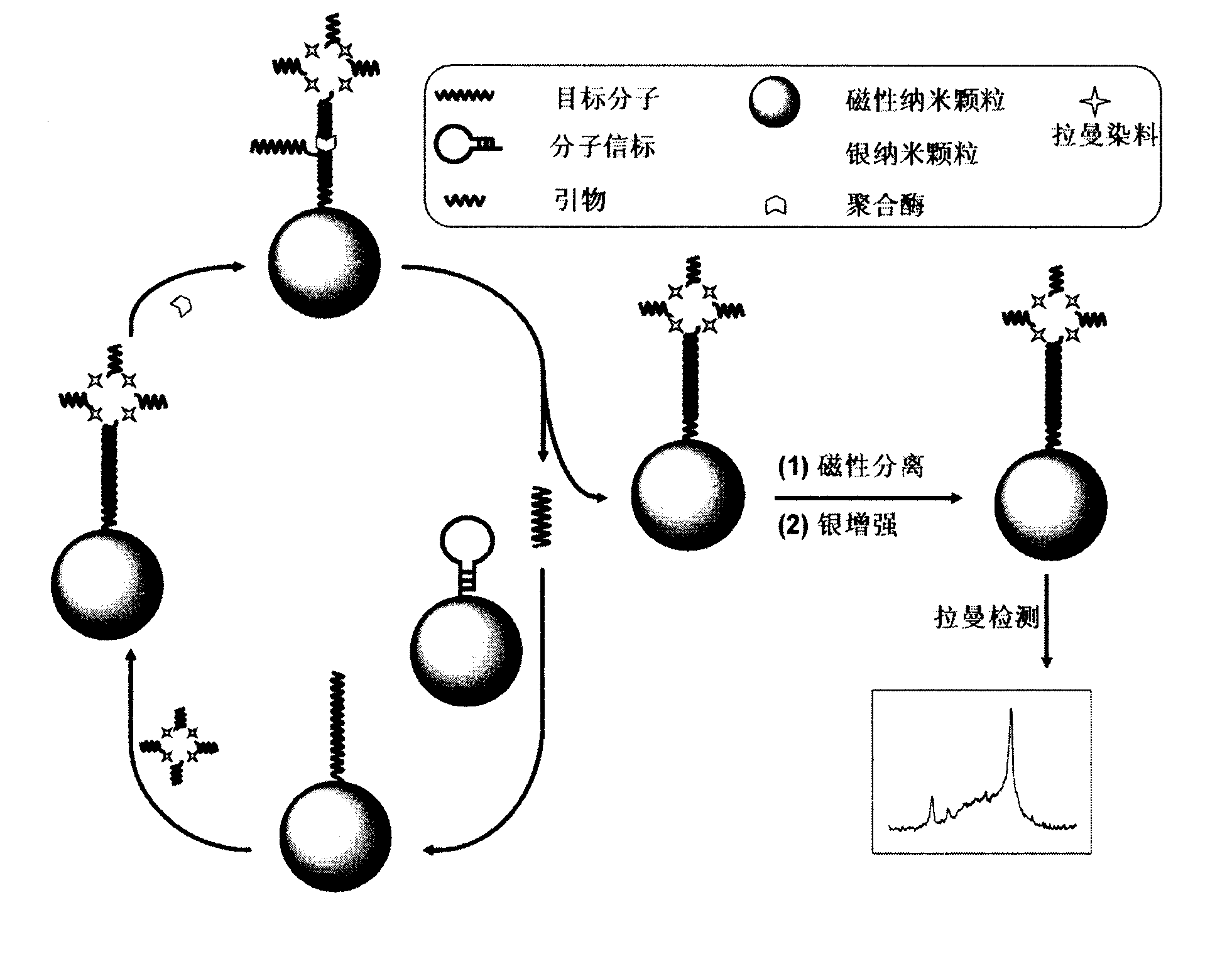 Method for detecting DNA (deoxyribonucleic acid) through high sensitivity Raman spectrum