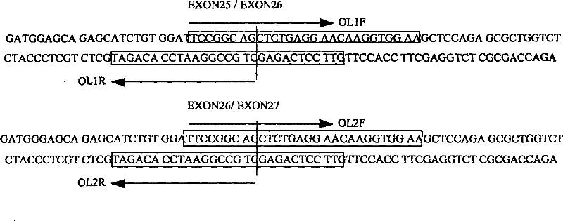 Method for quickly amplifying target genes from genome DNA