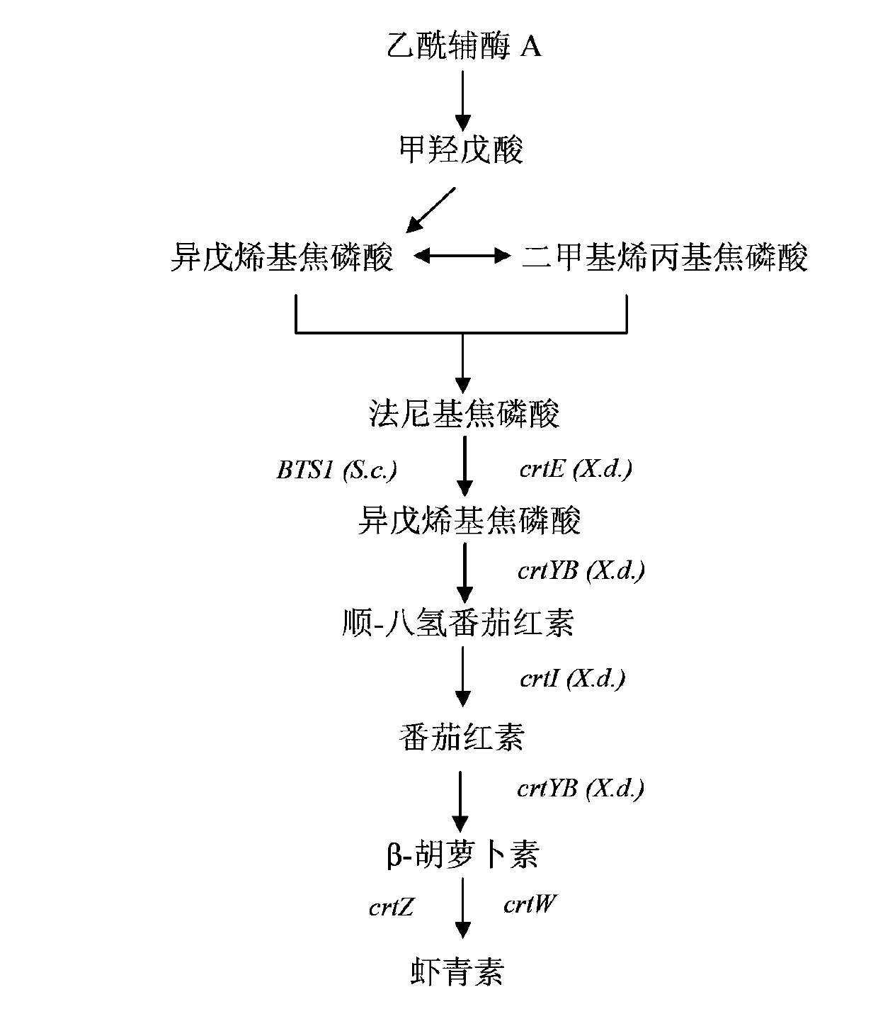 Construction method of genetically engineered bacterium for producing astaxanthin